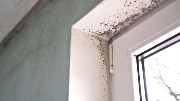 Best Mold Removal Process  in Lake Hopatcong, NJ