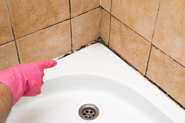 Best Toxic Mold Removal  in Lake Hopatcong, NJ